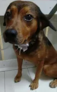 PRINCESA