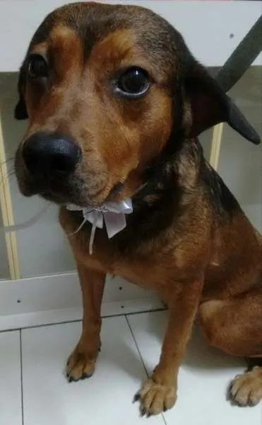 Cachorro ra a SRD idade 3 anos nome PRINCESA
