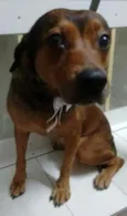 PRINCESA