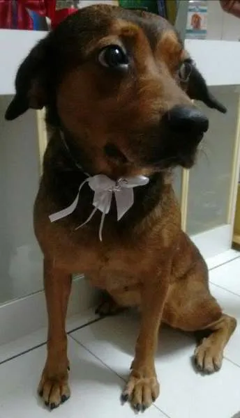Cachorro ra a SRD idade 3 anos nome PRINCESA