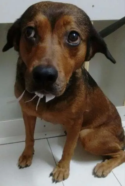 Cachorro ra a SRD idade 3 anos nome PRINCESA