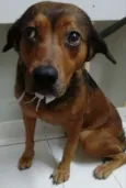 PRINCESA