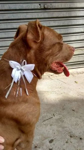 Cachorro ra a PITBULL RED NOSE idade 2 anos nome NIKITA