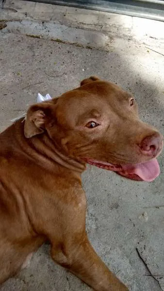 Cachorro ra a PITBULL RED NOSE idade 2 anos nome NIKITA