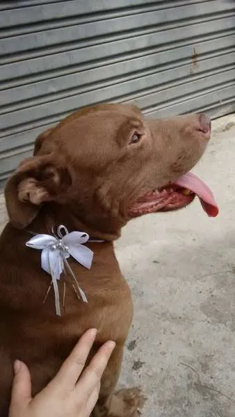 Cachorro ra a PITBULL RED NOSE idade 2 anos nome NIKITA