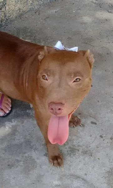 Cachorro ra a PITBULL RED NOSE idade 2 anos nome NIKITA