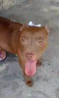 NIKITA