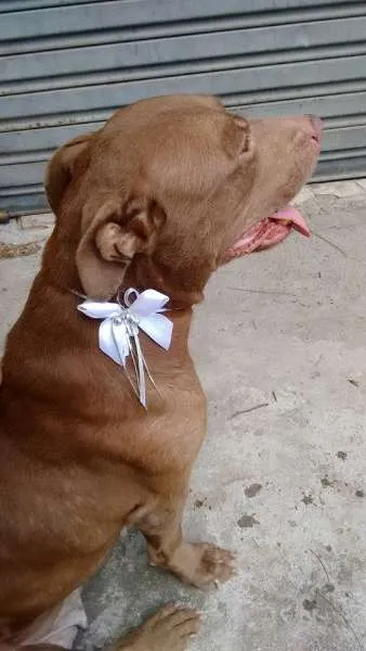 Cachorro ra a PITBULL RED NOSE idade 2 anos nome NIKITA