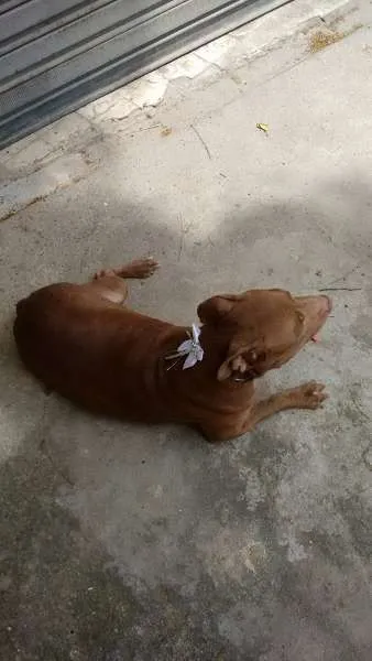Cachorro ra a PITBULL RED NOSE idade 2 anos nome NIKITA