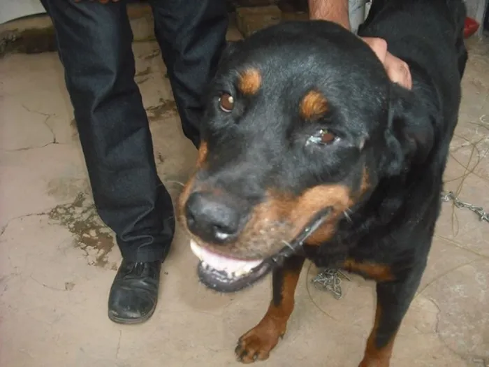 Cachorro ra a Rotweiller idade 6 ou mais anos nome Nega