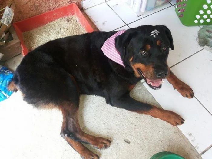 Cachorro ra a Rotweiller idade 6 ou mais anos nome Nega