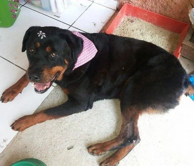 Cachorro ra a Rotweiller idade 6 ou mais anos nome Nega