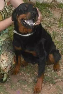 Cachorro ra a Rotweiller idade 6 ou mais anos nome Nega