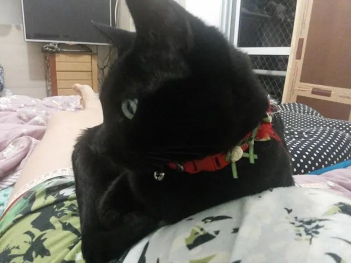 Gato ra a SRD idade 3 anos nome Dafne