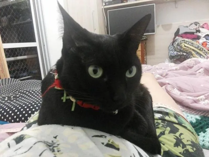 Gato ra a SRD idade 3 anos nome Dafne
