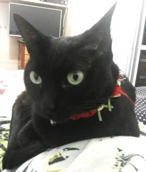 Gato raça SRD idade 3 anos nome Dafne