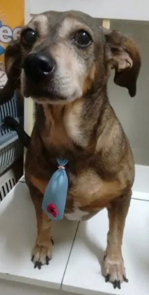 Cachorro raça Basset-Cofap idade 6 ou mais anos nome NANICO