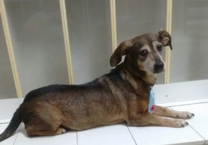 Cachorro ra a Basset-Cofap idade 6 ou mais anos nome NANICO