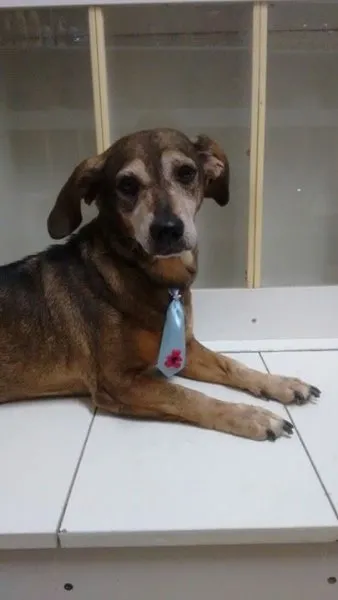 Cachorro ra a Basset-Cofap idade 6 ou mais anos nome NANICO