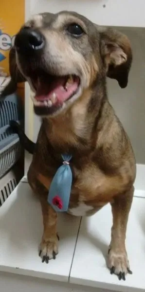 Cachorro ra a Basset-Cofap idade 6 ou mais anos nome NANICO
