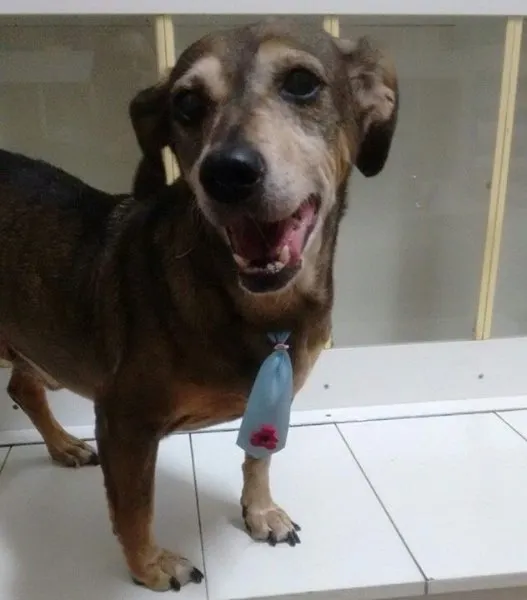 Cachorro ra a Basset-Cofap idade 6 ou mais anos nome NANICO