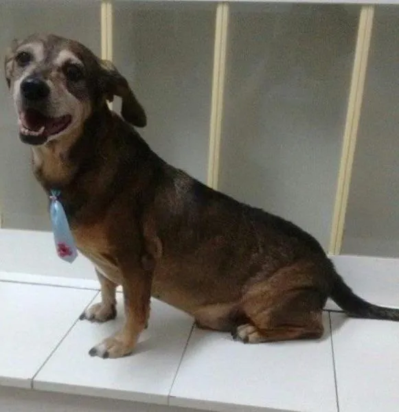 Cachorro ra a Basset-Cofap idade 6 ou mais anos nome NANICO