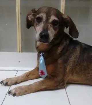 Cachorro ra a Basset-Cofap idade 6 ou mais anos nome NANICO