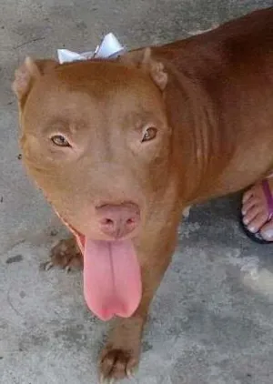 Cachorro raça PITBULL RED NOSE idade 2 anos nome NIKITA