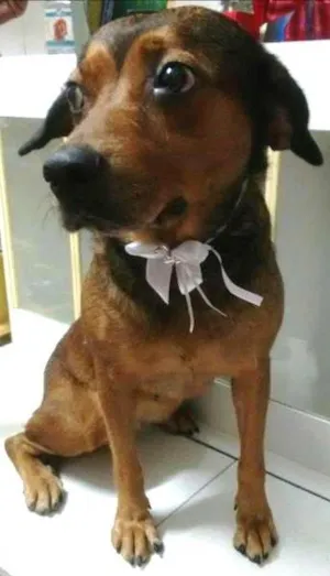 Cachorro raça SRD idade 3 anos nome PRINCESA