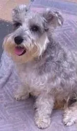 Cachorro raça Shnauzer idade 6 ou mais anos nome Jully