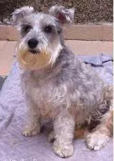 Cachorro raça Shnauzer idade 6 ou mais anos nome Jully