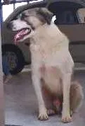 Cachorro raça srd idade 2 anos nome Pitoco