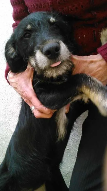 Cachorro ra a indefinida  idade 1 ano nome estopinha e estopa