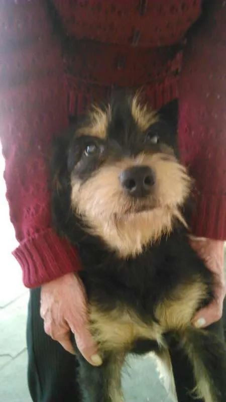 Cachorro ra a indefinida  idade 1 ano nome estopinha e estopa
