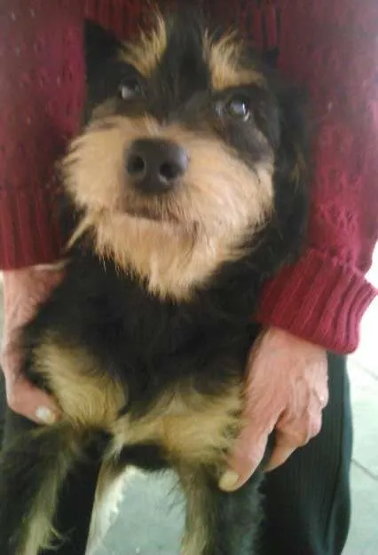 Cachorro ra a indefinida  idade 1 ano nome estopinha e estopa