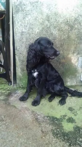 Cachorro ra a Cocker idade 3 anos nome preta