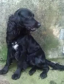 Cachorro ra a Cocker idade 3 anos nome preta