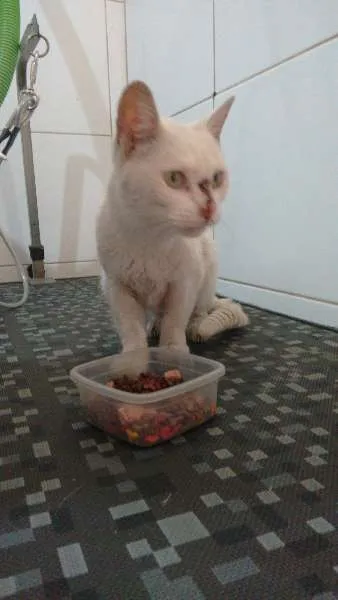 Gato ra a SRD idade 4 anos nome Branquinha