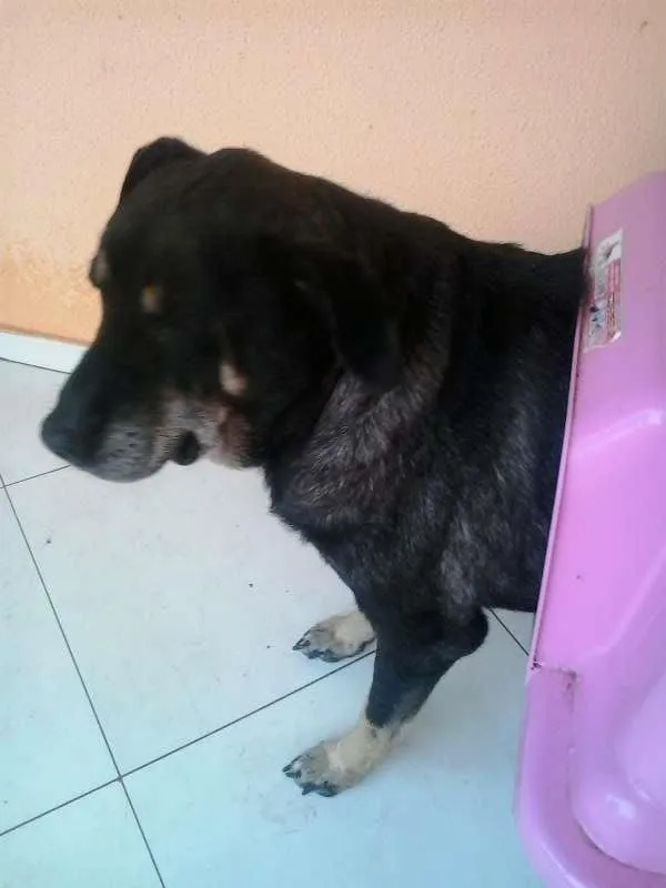Cachorro ra a Nao definida idade 6 ou mais anos nome LOLA