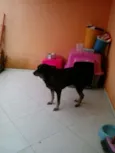 LOLA