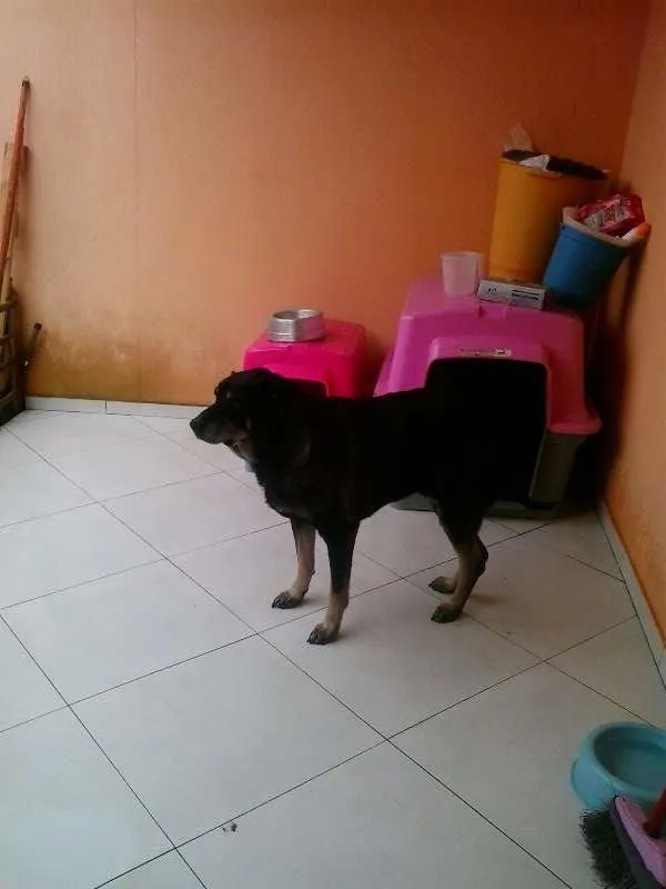 Cachorro ra a Nao definida idade 6 ou mais anos nome LOLA