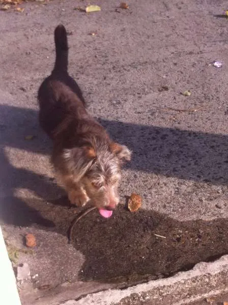 Cachorro ra a Vira Lata idade 2 anos nome Toquinho
