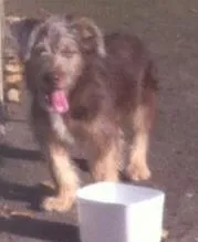 Cachorro raça Vira Lata idade 2 anos nome Toquinho