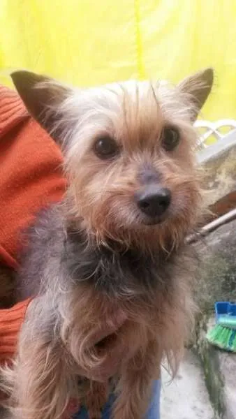 Cachorro ra a Yorkshire idade 2 anos nome Não sei 