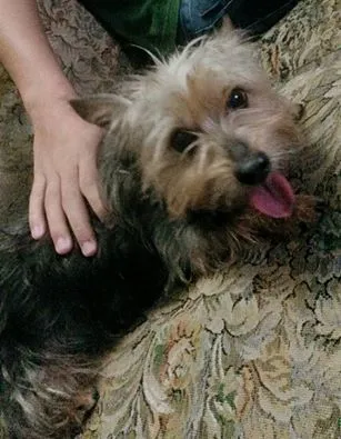Cachorro ra a Yorkshire idade 2 anos nome Não sei 