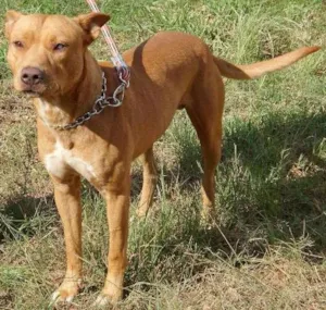 Cachorro raça SRD idade 2 anos nome Pascoal