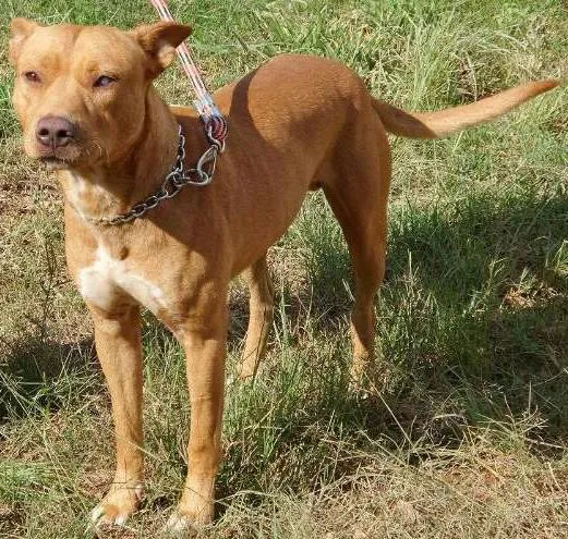 Cachorro ra a SRD idade 2 anos nome Pascoal