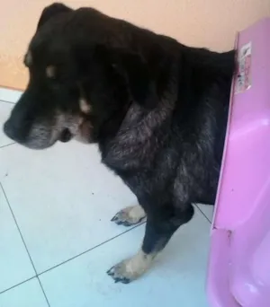 Cachorro raça Nao definida idade 6 ou mais anos nome LOLA
