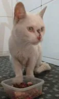 Branquinha