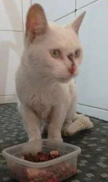Gato ra a SRD idade 4 anos nome Branquinha